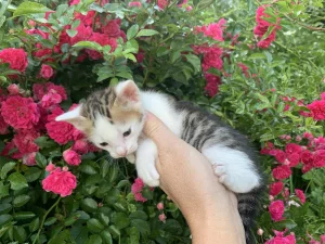 Котята бесплатно