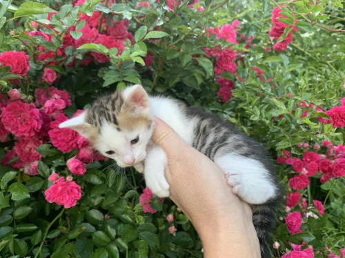 Котята бесплатно