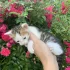 Котята бесплатно