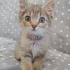 Котёнок девочка