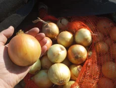 Лук