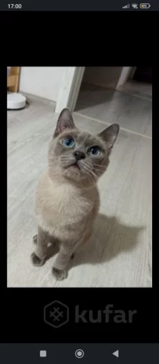 Кошка той боб