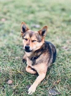 Мини Овчарик Цезарь