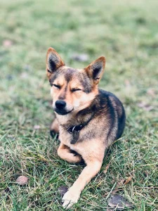 Мини Овчарик Цезарь