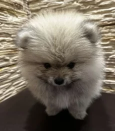Щенок шпиц миник