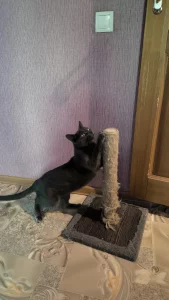 В хорошие руки годовалого котика