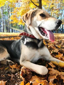 Амур ищет дом