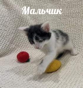 Маленький антистресс ищет своего человека