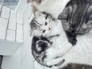 Шотландские котята