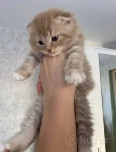 Котята шатланские