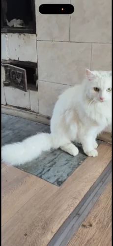 Белый молодой ангорский кот