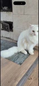 Белый молодой ангорский кот