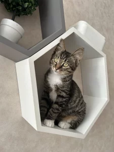 Котенок 4 месяца ищет дом