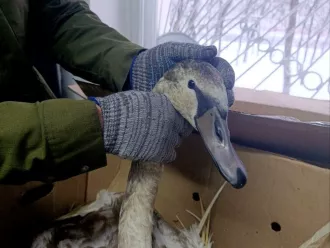 В черте Бобруйска два молодых лебедя вмёрзли в лёд