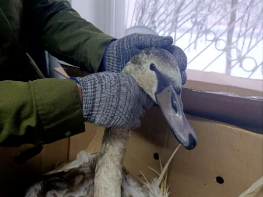 В черте Бобруйска два молодых лебедя вмёрзли в лёд