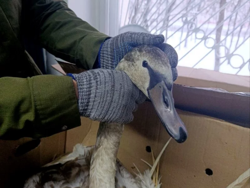 В черте Бобруйска два молодых лебедя вмёрзли в лёд