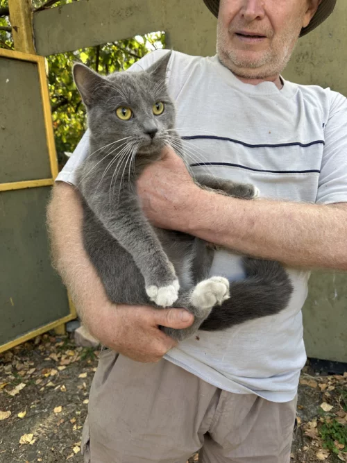 Кот мальчик найден