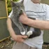 Кот мальчик найден