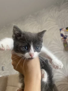 Отдам котенка в добрые руки