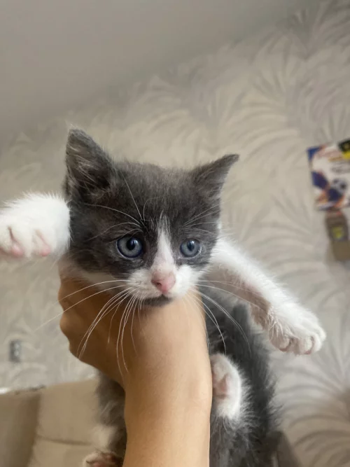 Отдам котенка в добрые руки