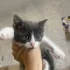 Отдам котенка в добрые руки