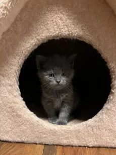 Британские котята