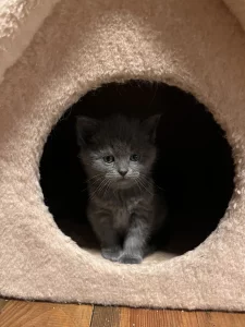 Британские котята