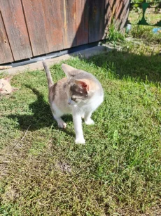Котята