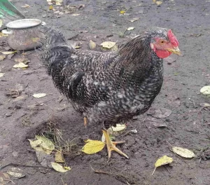 Молодые петушки 6, 5 мес