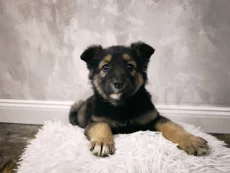 Девчонки ищут дом