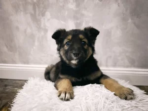 Девчонки ищут дом