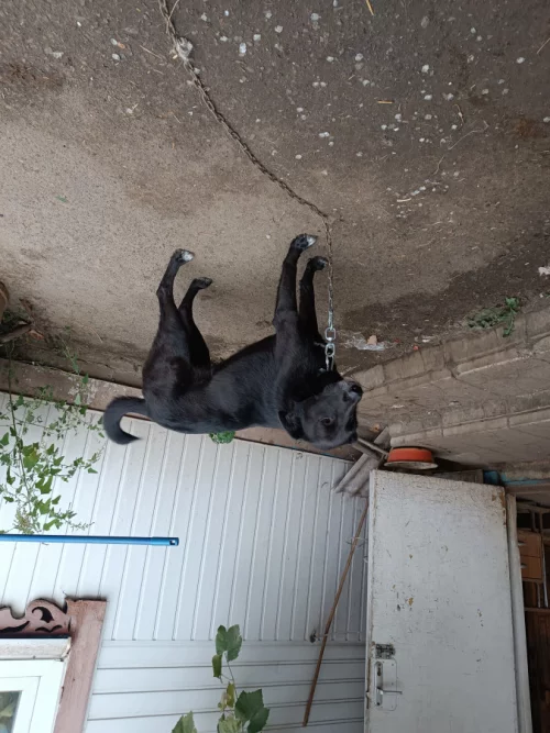 Отдам собаку