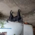 Отдам собаку