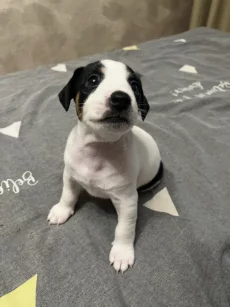 Щенки джек-рассел терьера