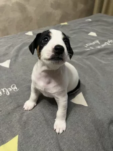 Щенки джек-рассел терьера