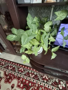 Растения комнатные и паростки