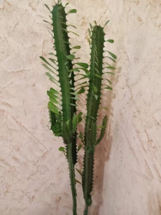 Молочай трехгранный