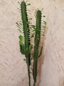 Молочай трехгранный