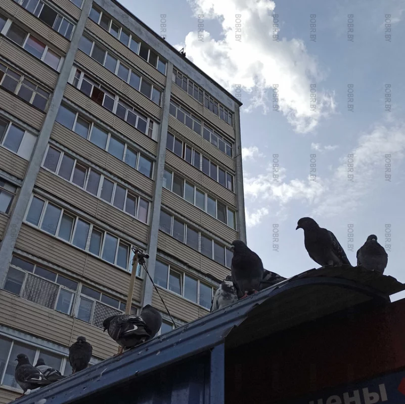 Голуби захватчики