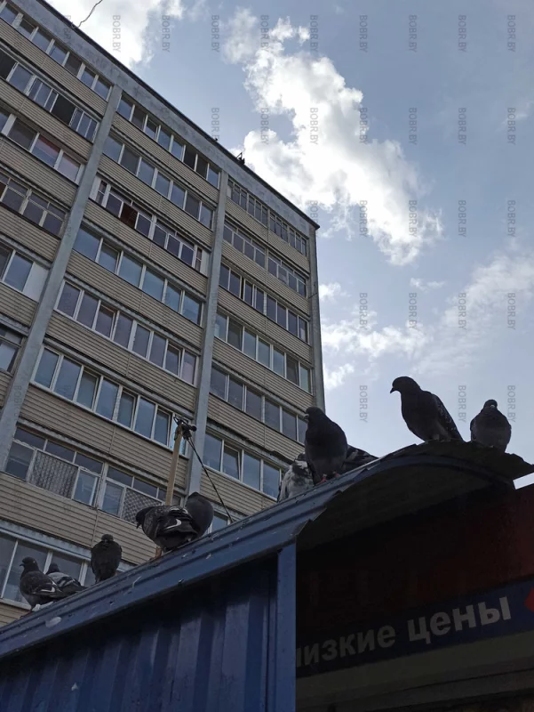 Голуби захватчики