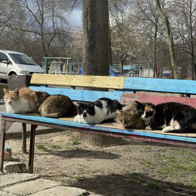 Солнце греет пушистиков …)