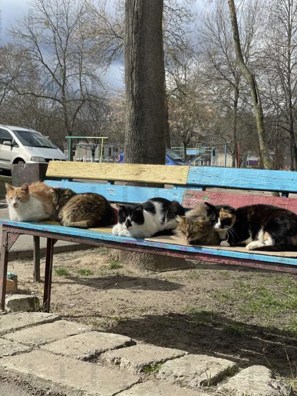 Солнце греет пушистиков …)