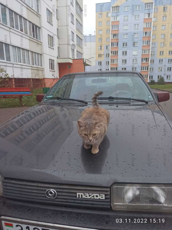 Кошка выбирает Мазду)