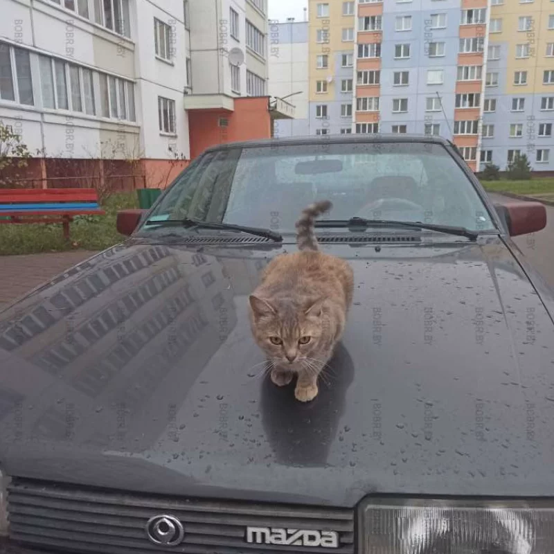 Кошка выбирает Мазду)