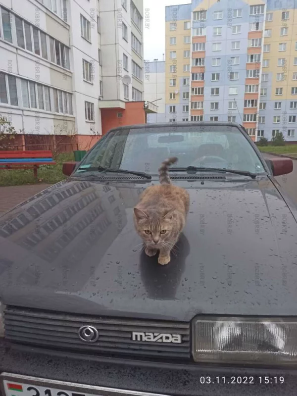 Кошка выбирает Мазду)