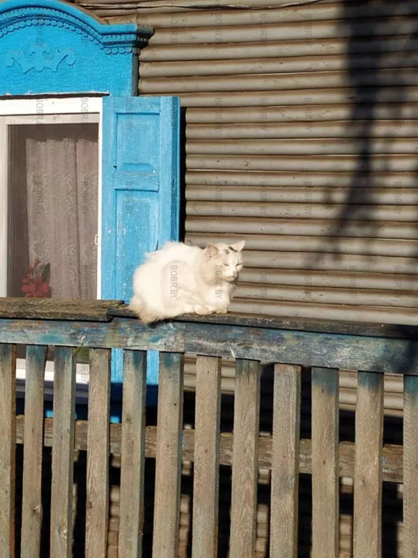 "солнечный котик"