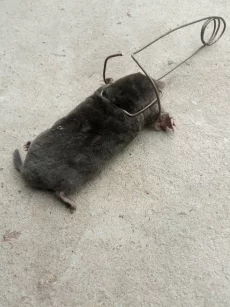 Кротоловки для дачного участка, б/у, 6 штук