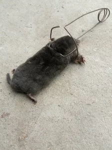 Кротоловки для дачного участка, б/у, 6 штук