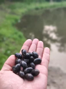 Сеиена лотоса