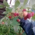 Малина ремонтаная